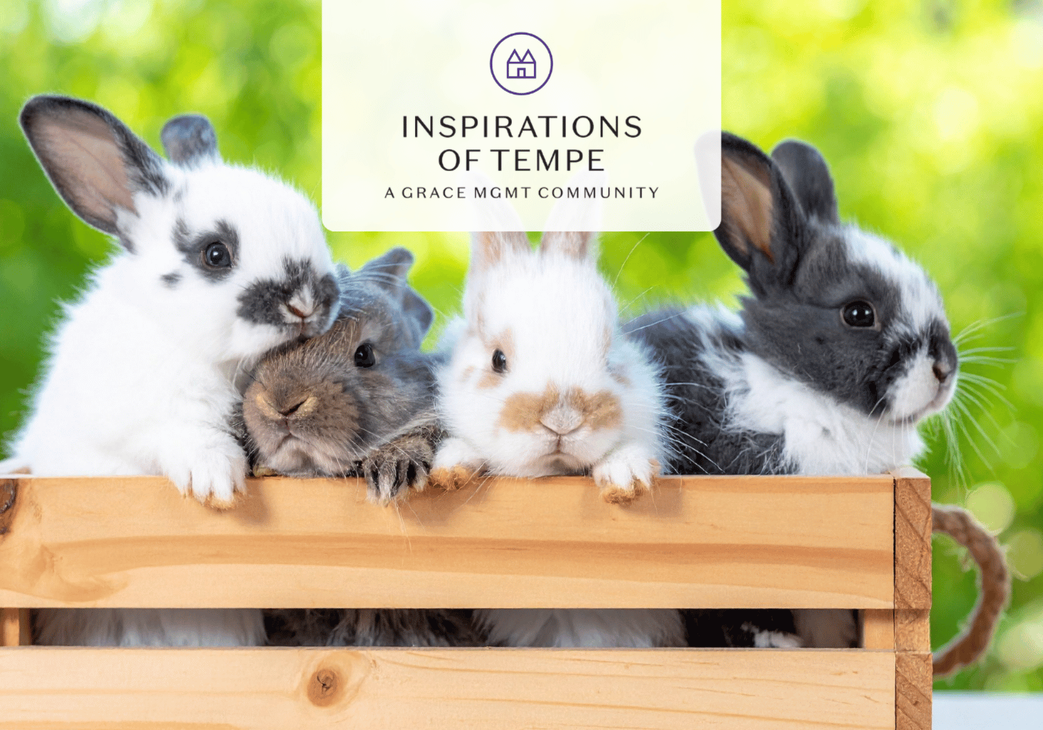 Four rabbits peeking over a wooden crate with a pale banner advertising 'Inspirations of Tempe, A Grace MGMT Community'.
